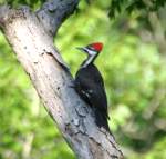 Pileated Woodpecker