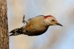 Red-bellied Woodpecker