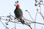 Red-bellied Woodpecker