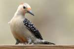 Red-bellied Woodpecker