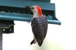Red-bellied Woodpecker