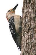 Red-bellied Woodpecker