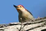 Red-bellied Woodpecker