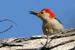 Red-bellied Woodpecker