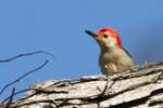 Red-bellied Woodpecker