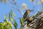 Red-bellied Woodpecker