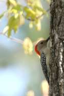 Red-bellied Woodpecker