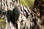 Red-bellied Woodpecker