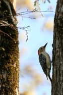 Red-bellied Woodpecker