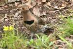 Northern Flicker
