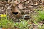 Northern Flicker