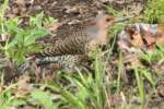 Northern Flicker