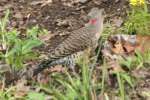 Northern Flicker