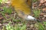 Northern Flicker