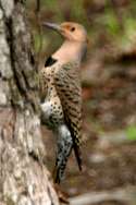Northern Flicker