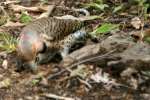 Northern Flicker