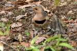 Northern Flicker