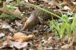 Northern Flicker