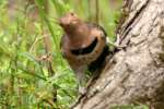 Northern Flicker