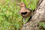 Northern Flicker