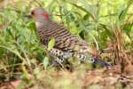 Northern Flicker