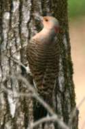 Northern Flicker