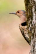 Northern Flicker