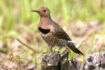 Northern Flicker