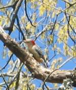 Red-bellied Woodpecker