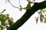 Red-bellied Woodpecker