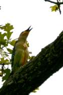 Red-bellied Woodpecker