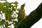 Red-bellied Woodpecker