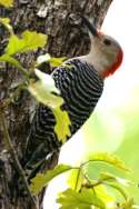 Red-bellied Woodpecker