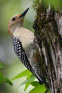 Red-bellied Woodpecker