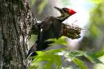Pileated Woodpecker