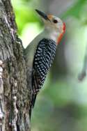 Red-bellied Woodpecker