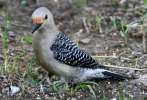 Red-bellied Woodpecker