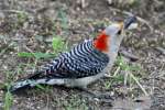 Red-bellied Woodpecker
