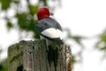 Red-headed Woodpecker