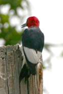 Red-headed Woodpecker