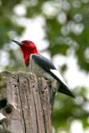 Red-headed Woodpecker