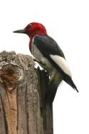 Red-headed Woodpecker
