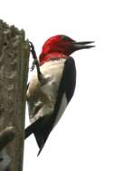 Red-headed Woodpecker