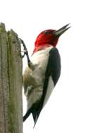 Red-headed Woodpecker