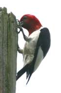 Red-headed Woodpecker