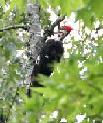 Pileated Woodpecker