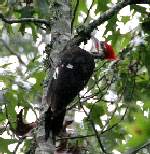 Pileated Woodpecker