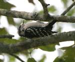 Downy Woodpecker