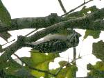 Downy Woodpecker