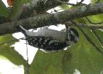 Downy Woodpecker
